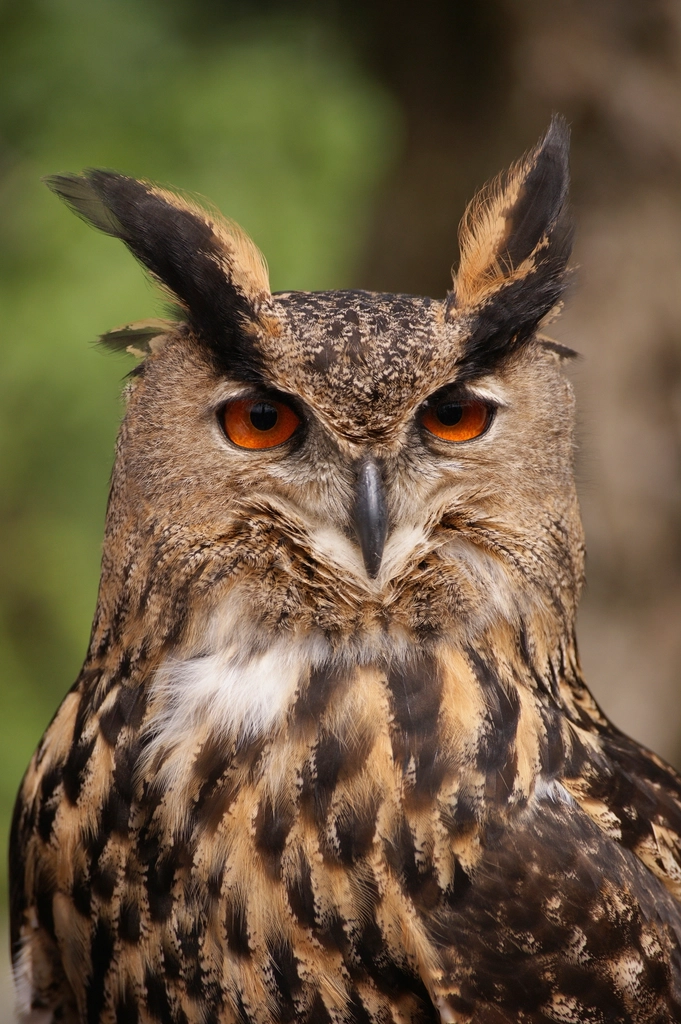 Hibou grand-duc aux yeux orange grands ouverts